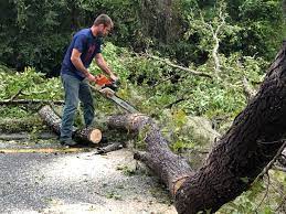 Reliable Shongopovi, AZ Tree Services Solutions